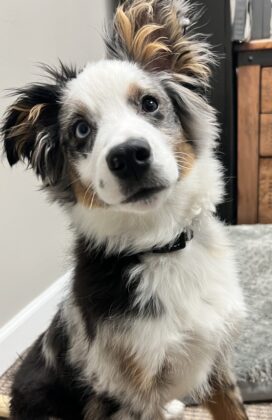 Scout