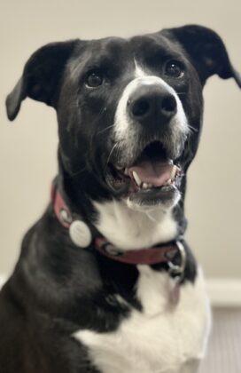 Baxter